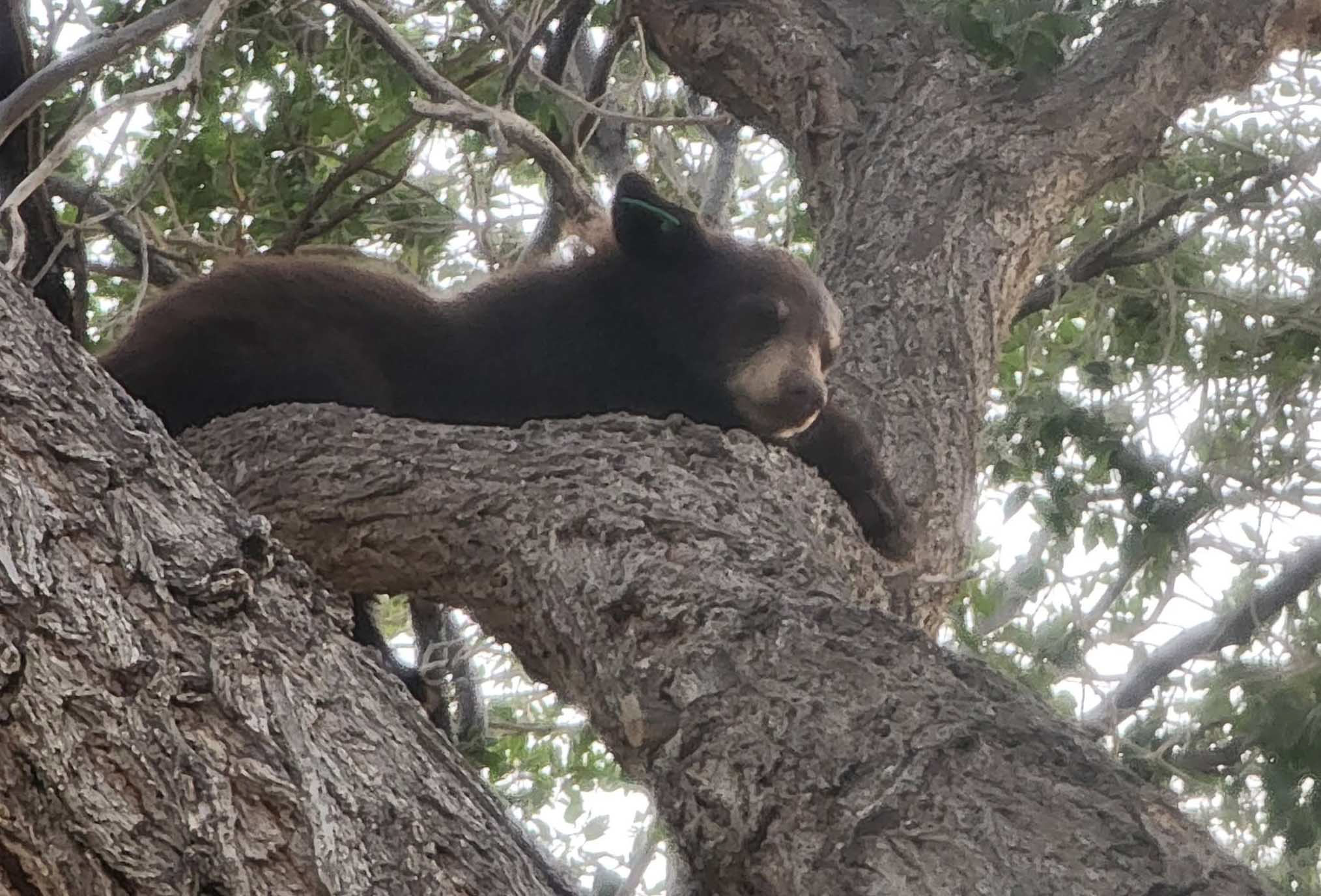 Courtesy of City of Grants Police Department A young black bear rests in a tree near Zuni Canyon Road in Grants during a series of local bear sightings in August. Residents were asked to remain at a safe distance and allow the cub a clear path out of the area.