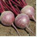 Beets, a Delicious Vegetable from Your Garden