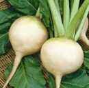 Beets, a Delicious Vegetable from Your Garden