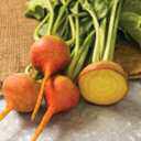Beets, a Delicious Vegetable from Your Garden