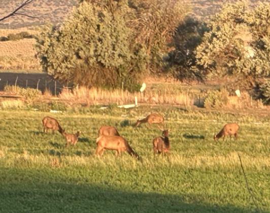 A small herd of elk grazes at sunset in the Zuni Mountains region of Cibola County. As drought conditions persist across the area, wildlife increasingly rely on irrigated fields and remaining green patches for forage—highlighting how the region’s water scarcity affects both humans and animals. Diego Lopez - CC