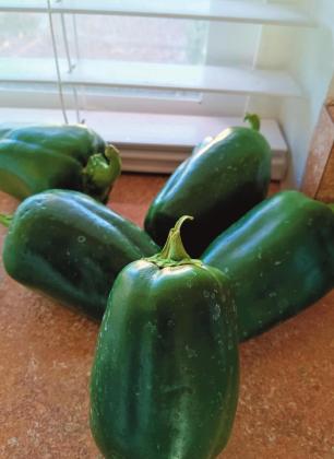 Southwest Yard &amp; Garden; Green to red but not green to yellow? – Final harvest questions