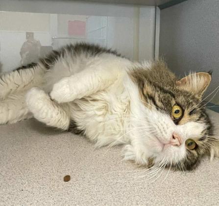 Pet of the Week Meet Biggie Smalls