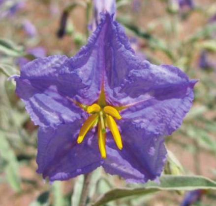 Silverleaf nightshade flowers are beautiful, but parts of the plant are toxic to humans and animals. NMSU Extension courtesy photo