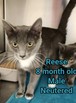 Meet Reese