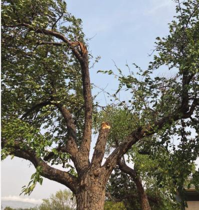 Laura Paskus Courtesy photo Strong wind gusts in Albuquerque on Sept. 8, 2020, caused several major branches in the middle of this crabapple canopy to break.