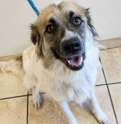 GrantsAnimal Care Center 722 Sakelares Boulevard