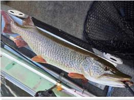 Cibola Fishing Report – September 21–31