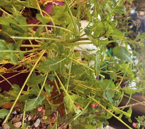 This lettuce’s peppery flavor offers a clue as to how the leaves made it through 5.5 inches of snow this week without blinking an eye while other plants turned to mush. Marisa Thompson Courtesy photo
