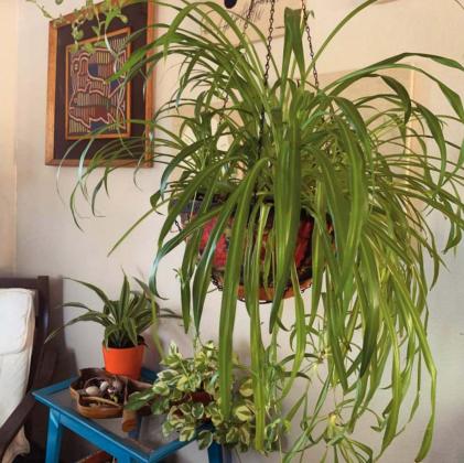 Last year I almost killed this spider plant it by leaving it out on my patio through the first frost. This year it spent the whole summer inside, displayed as my Zoom meeting background Marisa Thompson Courtesy photo