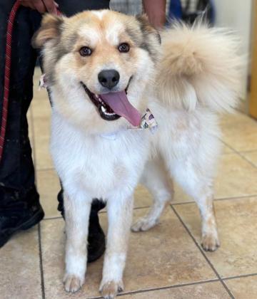 GrantsAnimal Care Center 722 Sakelares Boulevard