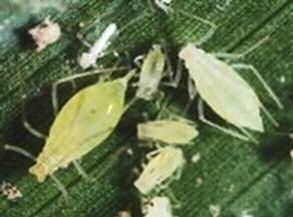 APHIDS