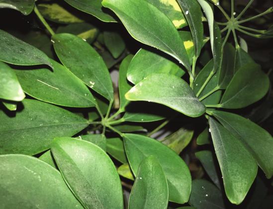They can be hard to find at first, but the tiny white flecks are evidence of a mealybug infestation on this dwarf umbrella tree (Schefflera arboricola) houseplant. Tyra Trumble Courtesy photo