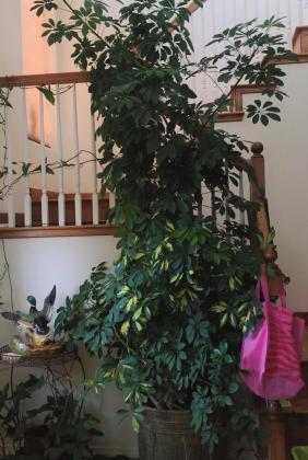 Dwarf umbrella tree (Schefflera arboricola) looks great from afar, but on closer inspection, mealybugs are an issue. Tyra Trumble Courtesy photo