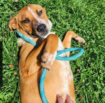 Pet of the Week