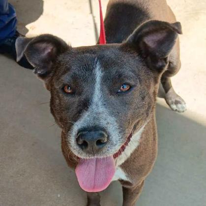 Pet of the Week Meet Babie