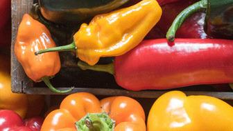 Chili Peppers in the Home Garden