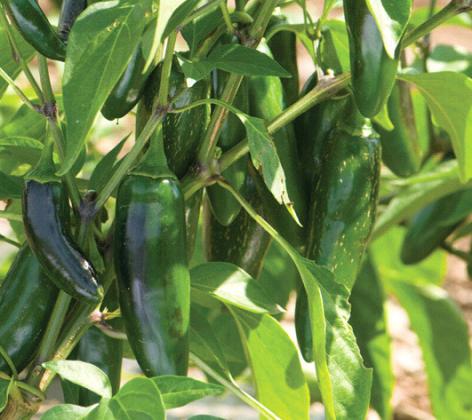Chili Peppers in the Home Garden