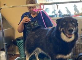 Happy Ending for Lost Dog
