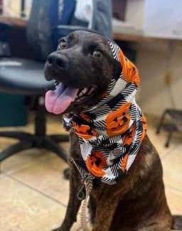 Pet of the Week Meet Mama Rose