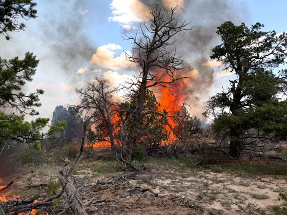Flames burn through piñon-juniper and grass on the Four Mile Fire in the northwest Zuni Mountains on Aug. 10. The six-acre fire was actively spotting and moving southeast as ground and aerial crews worked to establish control lines. No communities were threatened and no evacuations were in effect. Photo courtesy U.S. Forest Service.