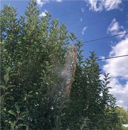 Fall webworms are infesting trees across Cibola County. These bugs are not dangerous to the trees, but are eyesores. The bug creates a web in branches, or sometimes around the whole tree, to protect itself from pesticides and predators like birds. They can be easily removed with a power wash.. Diego Lopez - CC