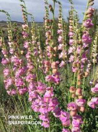 PENSTEMONS #2