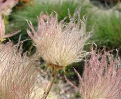 Apache Plume (Fallugia paradoxa)