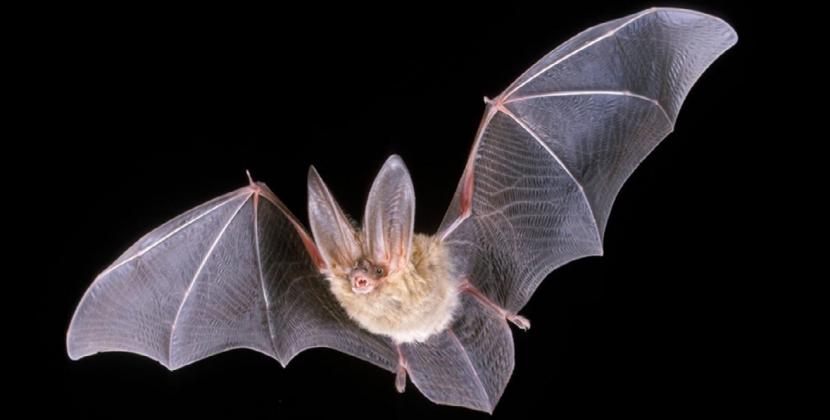Townsend's Big-Eared Bat NPS Courtesy Photo