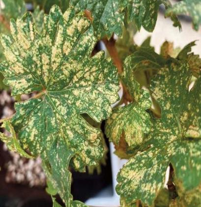 The upper or “topside” (adaxial) surface of grape leaves damaged by leafhoppers feeding on the underside (abaxial) surface of the same leaves. G. Giese Courtesy photo