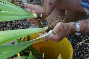For ease of handling and replanting
