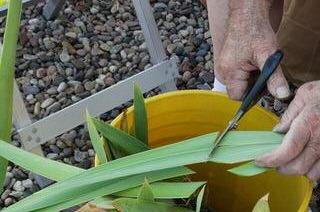 For ease of handling and replanting, trim leaves and roots as shown in photos. If you have several colors or know the variety and want to be sure you replant some of each kind, mark a leaf of each rhizome or keep varieties separated into paper bags. For ease of handling and replanting, trim leaves and roots as shown in the photos.