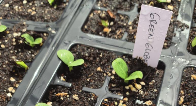 Artichoke seedlings at the NMSU Agricultural Science Center at Los Lunas in March 2020. M. Thompson courtesy photo