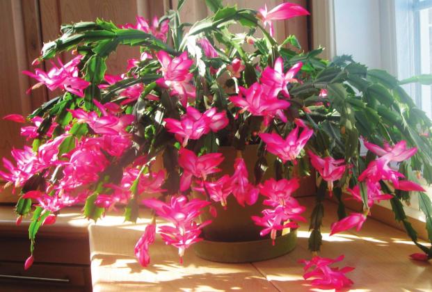 Teeth on the flattened stem segments of this cactus are a hint that it is a Thanksgiving cactus instead of the smoother edges found on Christmas cacti, but this plant is so beautiful I’ll call it whatever it wants. Courtesy photo