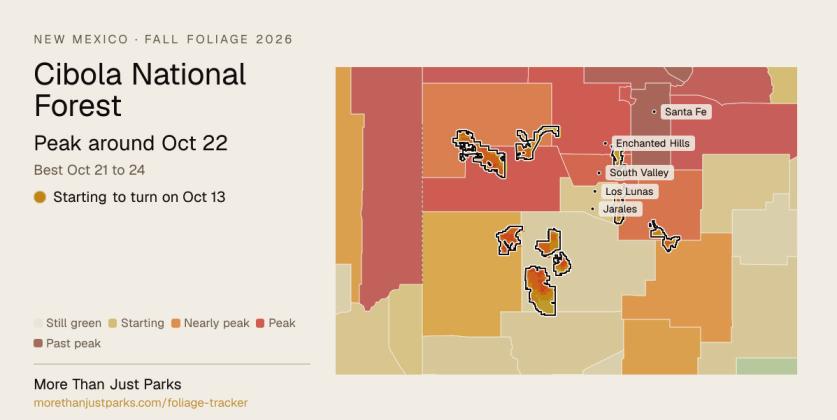 A fall foliage forecast from More Than Just Parks projects peak autumn colors in Cibola National Forest around Oct. 22, with Oct. 21–24 identified as the best viewing period. The forecast estimates that colors will develop first at higher elevations before progressing into lower areas. Graphic Courtesy of More Than Just Parks