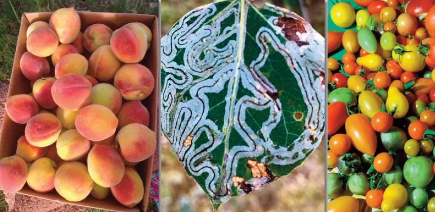 From peaches to pests to tomatoes and more, NMSU Cooperative Extension Service offers all sorts of online educational opportunities in the coming months. G. Giese Courtesy photo