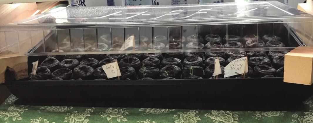 Growing to Transplant