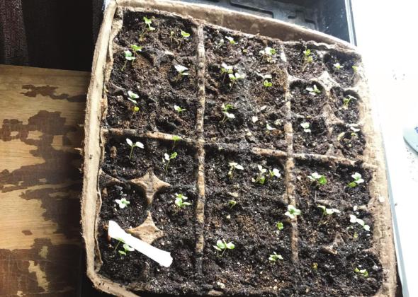 Growing to Transplant