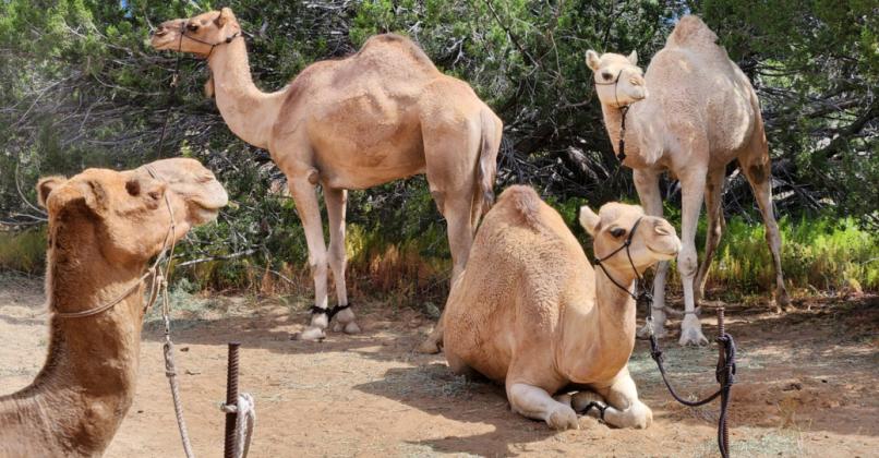 The Camels are Coming to El Morro National Monument September 14-15, 2024