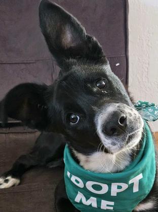 Pet of the Week