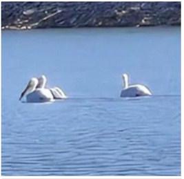 American white pelicans float on Bluewater Lake on the morning of Saturday, April 4, 2026, during a busy early-April weekend that also brought campers, shoreline anglers and reports of fish activity. Photographer Eric Brinn noted he originally thought the birds were cranes, but upon further investigation discovered the birds are pelicans. The sighting added to signs that the warm-season routine is beginning to return at one of Cibola County’s most popular fishing spots. Courtesy Photo