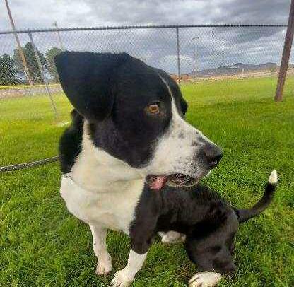 Meet Buddy