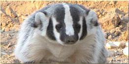 Milan man Zacharia Copeland has been charged with the illegal trapping of a badger. Badgers are members of the weasel family and typically have an elongated head with small ears and a stripe from their nose to their tail. Badgers have special jaws that allow them to latch onto their prey. Courtesy photo