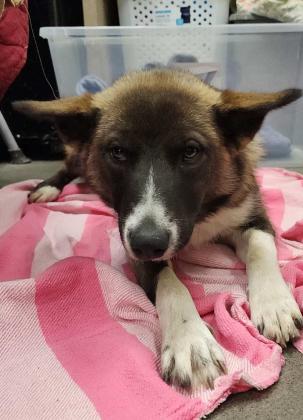 GrantsAnimal Care Center 722 Sakelares Boulevard