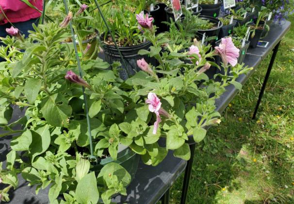 Grants Farmers Market Grows into Memorial Day Weekend with Fresh Veggies and Local Flavor