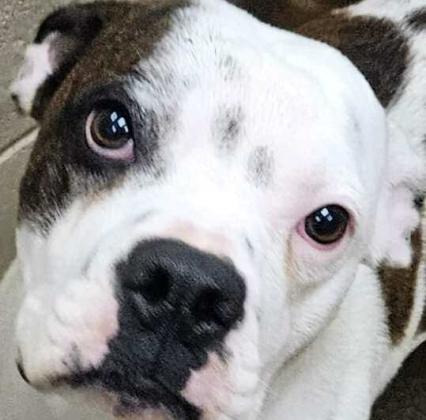Pet of the Week Meet Baxter