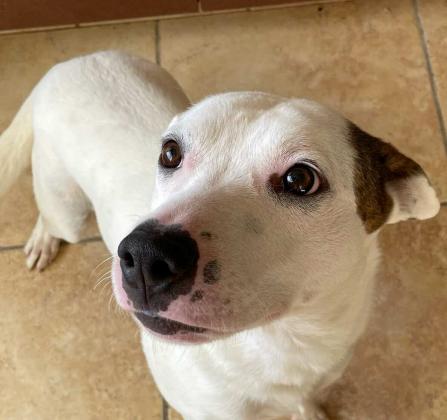 Pet of the Week