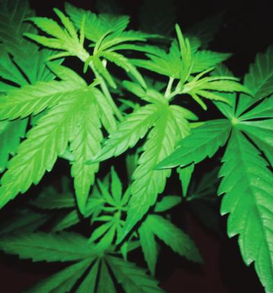 Legalizing marijuana