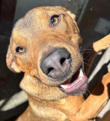 Pet of the Week