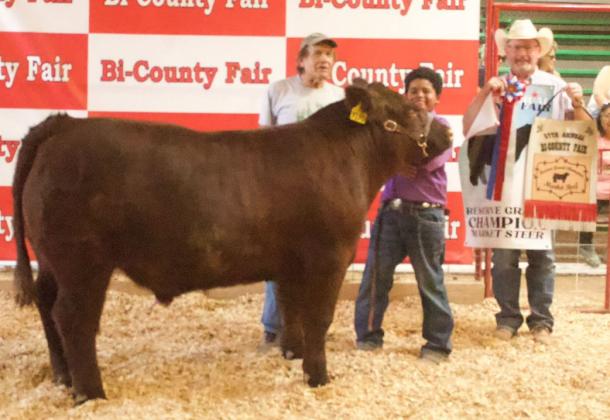 Congratulations to Jagar Begay for exhibiting the Reserve Grand Champion Steer. Courtesy Photo